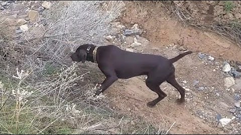 Pudelpointer on point -  Training for the NAVHDA Natural Ability Test