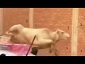 اسمعوا كلام الراجل ده عارف كل حاجه متتخيلش حصل اي اسمعوا كلام الراجل ده عارف كل حاجه متتخيلش حصل اي
