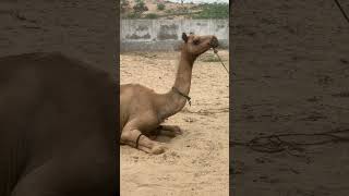 الجمال تتجهز للرحلة