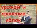 Как правильно хранить яблоки на зиму. Урожай яблок в моём саду.