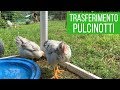 Inserire nuove galline nel pollaio ðŸ”