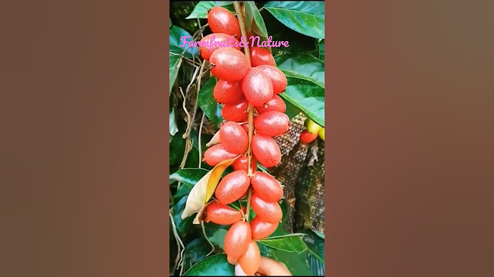 Goat,s milk fruit