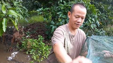 CUỘC SỐNG DÂN DÃ MIỀN TÂY - ĐẶT 12 CỬA NGỤC KIẾM ỐC, CÁ ĂN MÙA COVIC