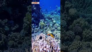 Coral Reefs of the Red Sea