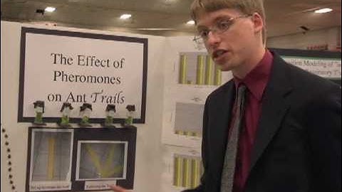 Testing My Hypothesis (Ant Pheromones)