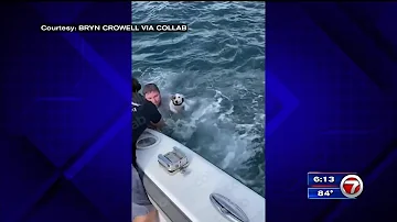 Boaters rescue dog in the middle of the ocean
