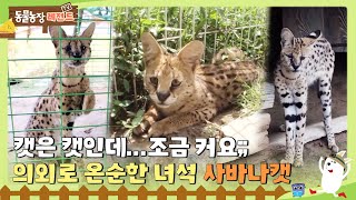 [TV 동물농장 레전드/SUB] 🐱캣은 캣인데... 조금 커요;; 의외로 온순한 녀석 사바나캣 #TV동물농장 #AnimalFarm #SBSstory