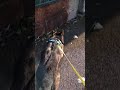 walking with my dog