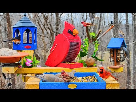 Nashville Cardinal Feeder live cam preview