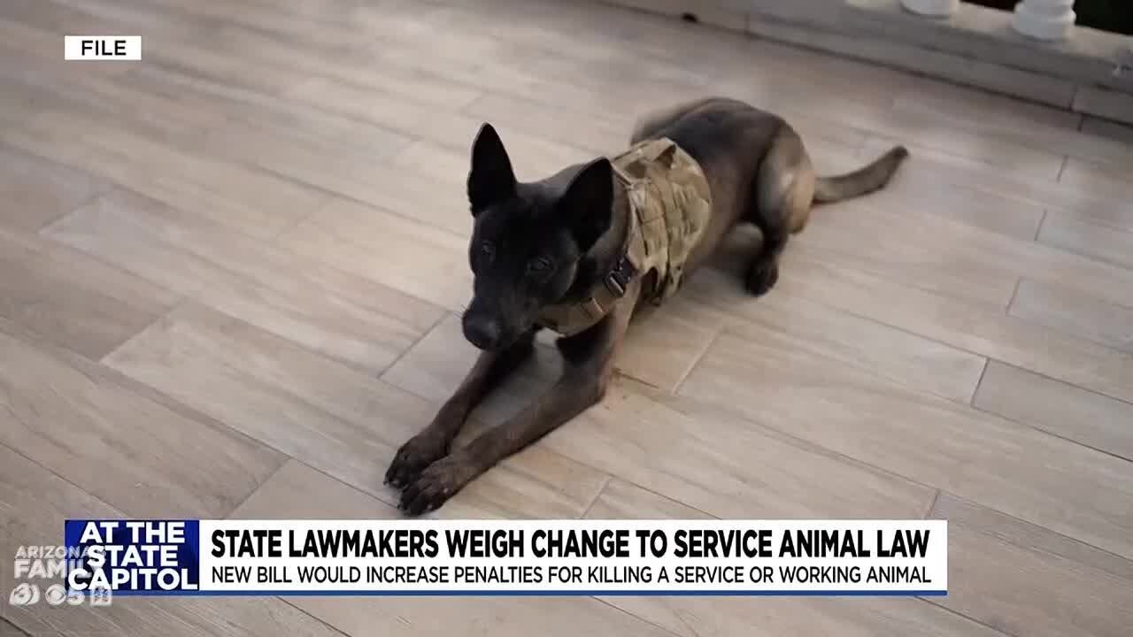 Arizona bill would create harsher penalties for hurting service dogs ...