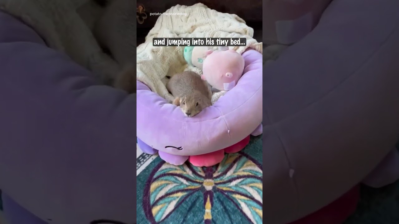 Potato the Prairie Dog Living His Best Life