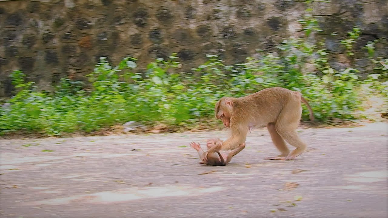 Look at the family monkey Sarika, she beasts continue to teach Saro monkey boys the same way