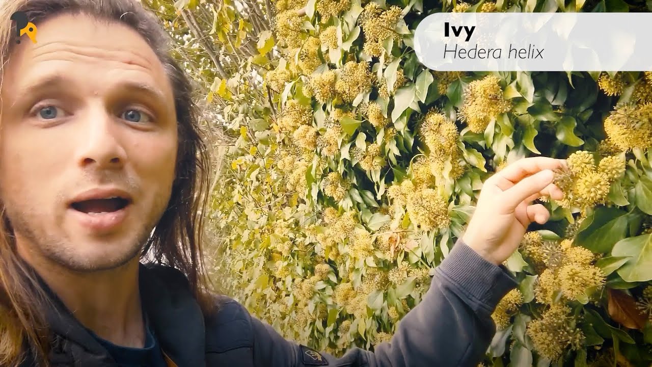 Find Local Native Trees & Shrubs - How to Rewild