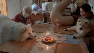誕生日ケーキを嬉しそうに見つめるサモエド、アイス2歳になりました。