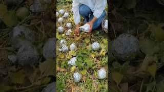The strange process of pumpkin cultivation The strange process of pumpkin cultivation