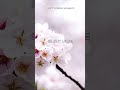Silent Love– Peaceful Instrumental Worship for Prayer &amp; Reflection