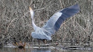 A Great Blue Heron (Ardea herodias) Picking the Perfect Branch for the Nest