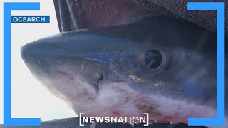 Great white shark spending spring break in Florida | Morning in America