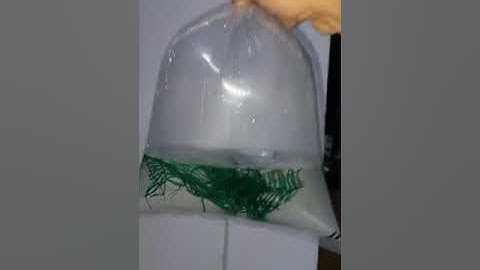 Tép Cảnh Blue Dream và Loạn màu về An Giang | Trại Tép màu Đồng Tháp