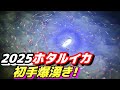 富山湾の神秘！ホタルイカの身投げを見に行ったら凄いことに！？ホタルイカ掬いが最高すぎた！