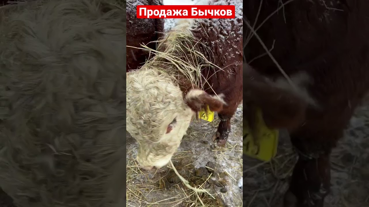 Бычков Купить Мин Воды