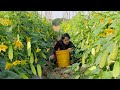 Easy cucumber growing method to give high yield for market supply  cucumber growing skill