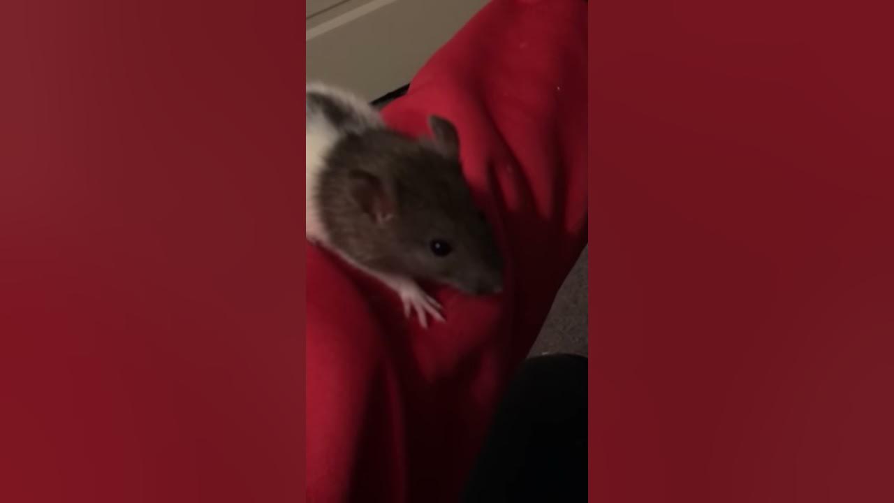 New Rat Sneezing YouTube
