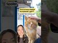 Dove AMA ESSERE ACCAREZZATO il tuo gatto? 😍👇🏻 scrivilo nei commenti (ti leggiamo!)