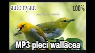 MP3 BURUNG PLECI WALLACEA GACOR