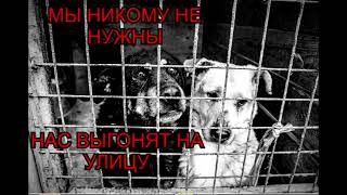 Помогите собрать Петропавловск-Камчатскому приюту для животных на аренду 46 000 руб. до 20.09.2023