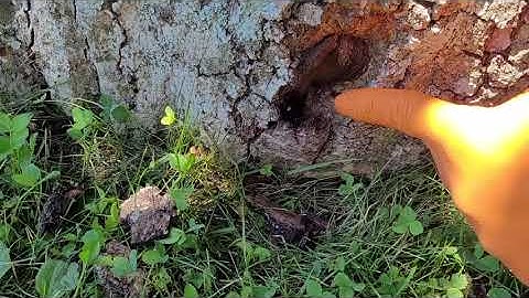 Old Tree Attracts Carpenter Ants