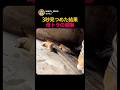 赤ちゃんトラを3秒見つめたら…母トラの恐ろしすぎる威嚇に背筋が凍ったのサムネイル