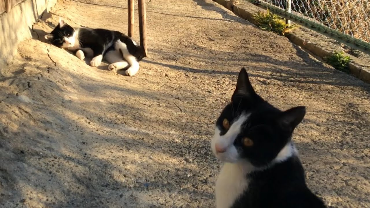 2026.01.14 野良子猫三兄弟のうろうろタイム～天気がいいと気分もいい～(字幕なし)