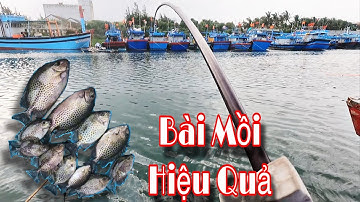 Câu cá dìa | mồi câu cá dìa siêu nhạy