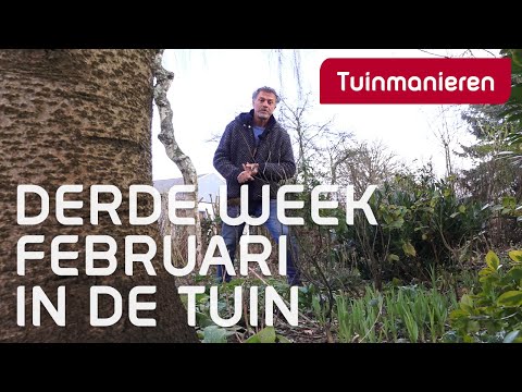 Wat doe je in de derde week van februari in de tuin? | Winter | Tuinmanieren