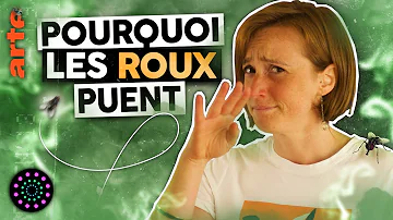 Comment avoir un roux ?