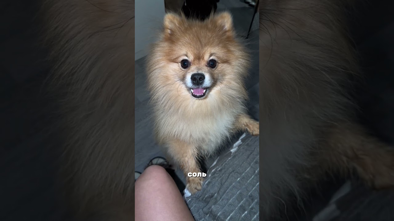 Лучше приобрести сейчас,чем ждать когда он начнет мучаться 