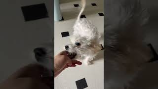 家里来了个小房客，团团表现有点失态