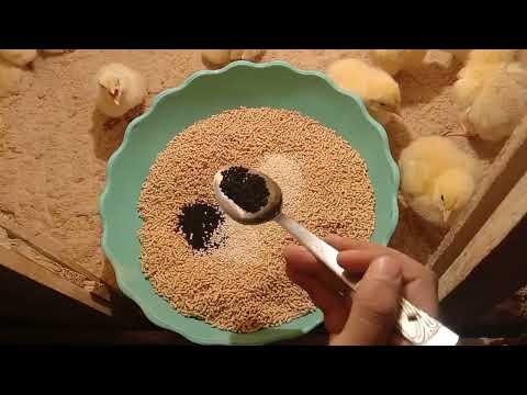 اليوم التانى من عند الكتاكيت و فوائد حبة البركة و السمسم للطيور