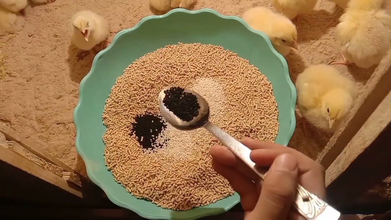 اليوم التانى من عند الكتاكيت 🐥🐣🐣و فوائد حبة البركة و السمسم للطيور 💜❤️