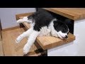 Border Collies Are AWESOME | Funny Dog Compilation 2018