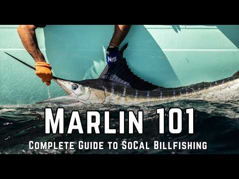 Marlin 101 | Complete Guide to SoCal Billfishing