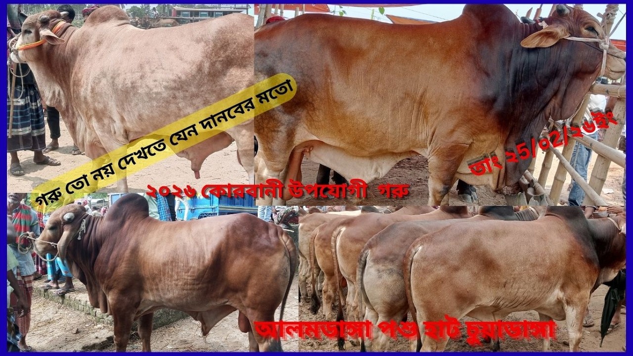 গরু আছে, ক্রেতা নাই! ২৬ কোরবানির গরুর দর দাম। চুয়াডাঙ্গা–আলমডাঙ্গা হাটের অদ্ভুত সব  চিত্র”তুলে ধরলাম