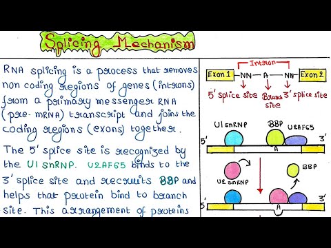 Splicing mechanism | Step by step