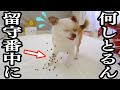 お留守番が苦手で泣き続ける犬に遠隔でオヤツあげた結果w