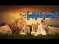 ခြင်္သေ့မျိုးစိတ်များအကြောင်းAbout the species of lion