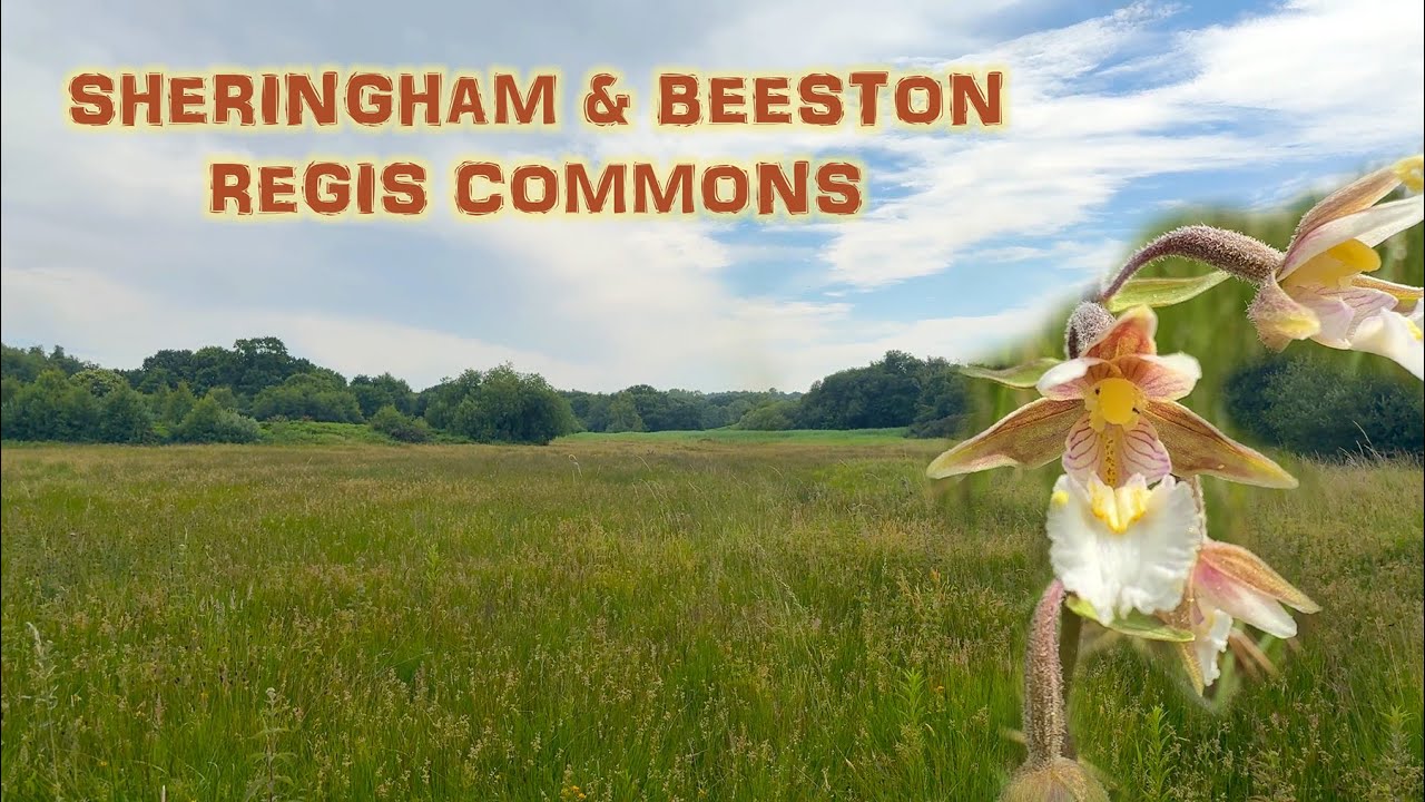 Sheringham & Beeston Regis Commons (OH200)