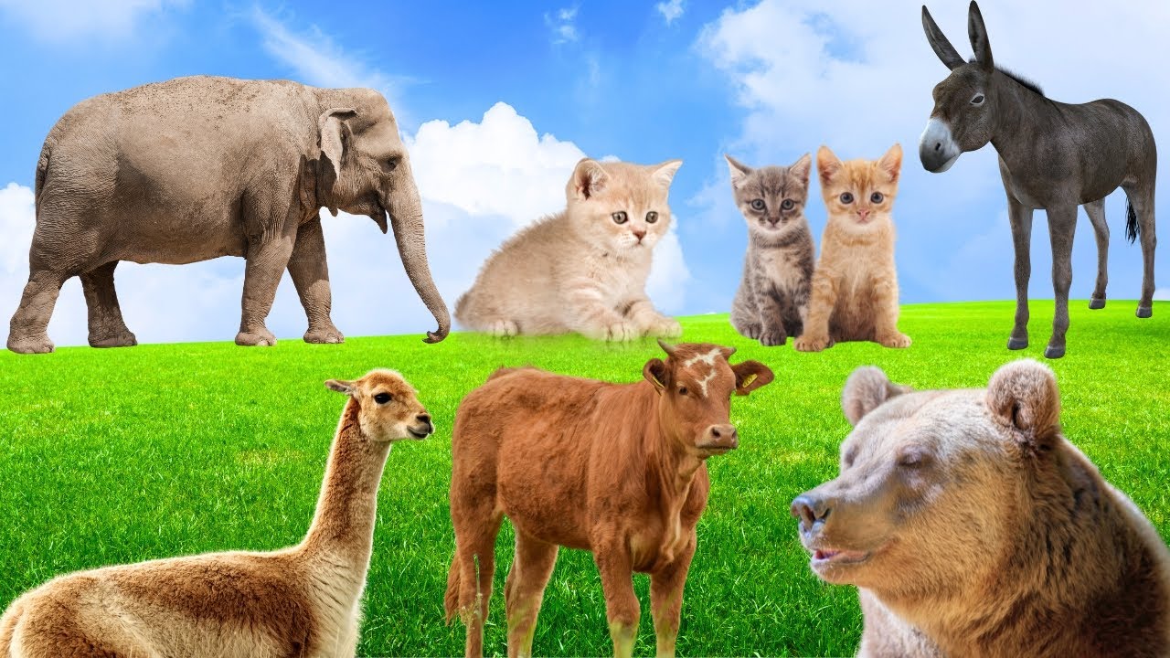 Animal Sounds, Cow, Chicken, Duck, Sheep, Cat, Elephant, Giraffe, Monkey, Animal Moments, Part 79