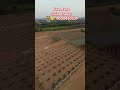 farmland at shadnagar #realestate #property #farmland #farming #reels #aduri #shorts #resort #mango