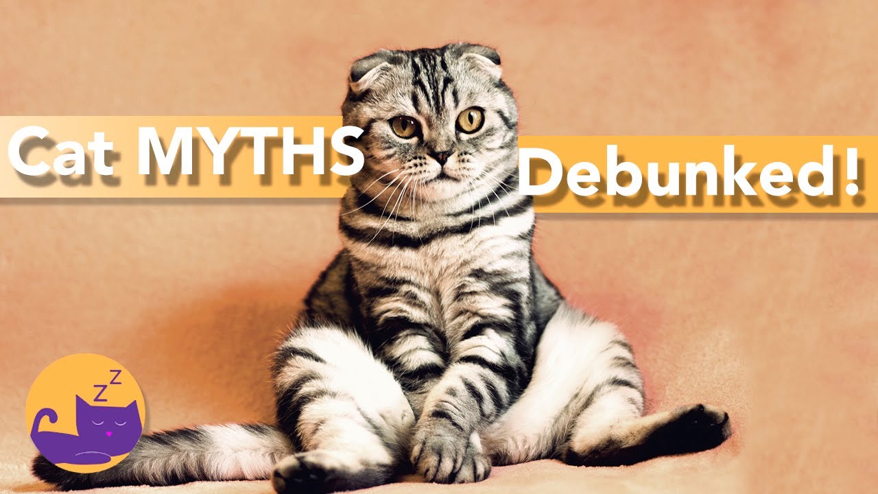 WEIRD Cat Myths Debunked - You Really Believed THIS?!